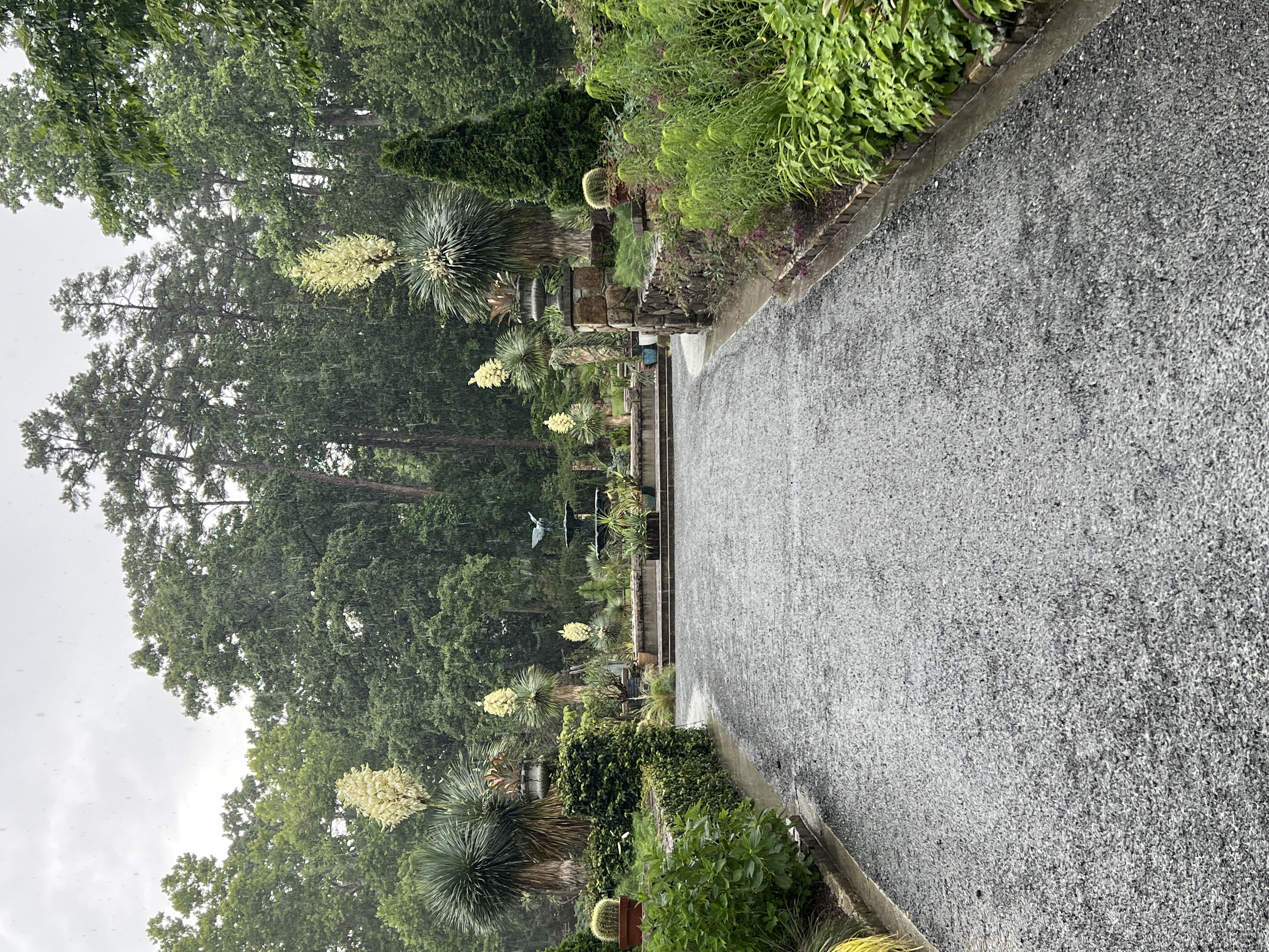 Sarah P. Duke Gardens — allée garden path with blooming yucca and fountain